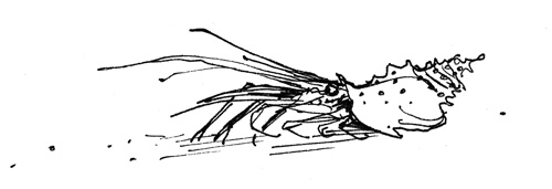 crab