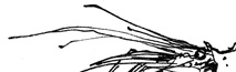 crab